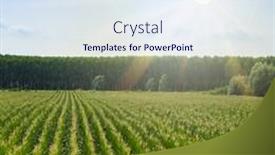  Presentation with corn - 