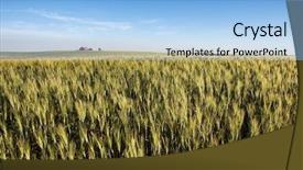  Presentation with horizon - Presentation theme with landscape with wheat and a farm on the horizon background and a light blue colored foreground