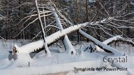  Presentation with pine trees - PPT theme with landscape-witj-windbreak-trees background and a light gray colored foreground