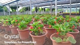  Presentation with water irrigation greenhouse - Amazing presentation theme having landscaping business - greenhouse flowers cultivation backdrop and a coral colored foreground