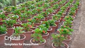  Presentation with greenhouse - Audience pleasing presentation consisting of landscaping business - greenhouse flowers cultivation backdrop and a violet colored foreground