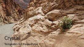  Presentation with mosaic - Audience pleasing PPT theme consisting of collage with ripe honeysuckle berries and flowers backdrop and a gray colored foreground