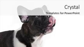  Presentation with puppy - Colorful PPT theme enhanced with language theme - french bulldog puppy backdrop and a  colored foreground