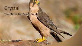  Presentation with africa - Cool new theme with lanner falcon falco biarmicus perched backdrop and a coral colored foreground