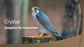  Presentation with asia - PPT theme having lanner-falcon-falco-biarmicus background and a gray colored foreground