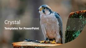  Presentation with asia - PPT layouts with lanner-falcon-falco-biarmicus background and a gray colored foreground