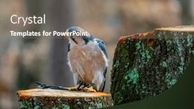  Presentation with asia - Presentation theme consisting of lanner-falcon-falco-biarmicus background and a gray colored foreground