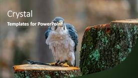  Presentation with asia - Slides featuring lanner-falcon-falco-biarmicus background and a gray colored foreground