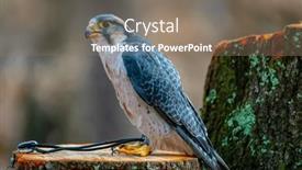  Presentation with asia - PPT theme enhanced with lanner-falcon-falco-biarmicus background and a violet colored foreground