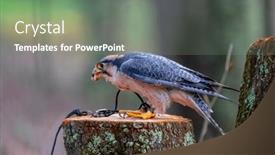  Presentation with africa - Presentation theme having lanner-falcon-falco-biarmicus background and a gray colored foreground
