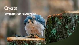  Presentation with africa - Presentation enhanced with lanner-falcon-falco-biarmicus background and a coral colored foreground