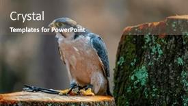  Presentation with africa - Presentation featuring lanner-falcon-falco-biarmicus background and a gray colored foreground