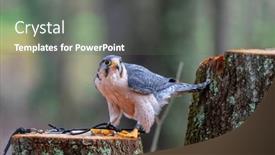  Presentation with asia - PPT theme having lanner-falcon-falco-biarmicus background and a gray colored foreground