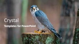  Presentation with nido palawan philippines southeast asia - PPT layouts having lanner-falcon-falco-biarmicus and a gray colored foreground