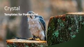  Presentation with land in africa - Theme with lanner-falcon-falco-biarmicus and a gray colored foreground