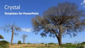  Presentation with pine trees - Theme consisting of lansdcape-with-dead-dry-pine background and a teal colored foreground