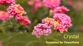  Presentation with garden - Slide deck with lantana-camara-flowers background and a tawny brown colored foreground