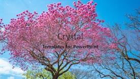  Presentation with pink flowers - Theme consisting of lapacho-rosado-tree-blooming background and a coral colored foreground
