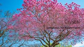  Presentation with pink flowers - Slide set with lapacho-rosado-tree-blooming background and a coral colored foreground