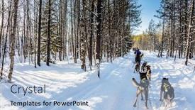  Presentation with dog sled - Presentation theme enhanced with lapland finland finnish husky sled dog great ride on sled dogs the snow-covered coniferous forest the winter polar sun lows above the horizon the concept of active tourism background and a light blue colored foreground