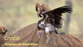  Presentation with kruger - PPT layouts featuring lappet-faced-and-white-backed background and a coral colored foreground