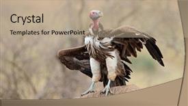  Presentation with kruger - Amazing PPT theme having lappet-faced vulture torgos tracheliotus backdrop and a coral colored foreground