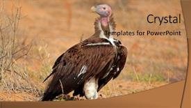  Presentation with africa - Colorful slides enhanced with lappet-faced vulture torgos tracheliotus backdrop and a coral colored foreground