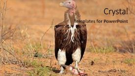 Presentation with south africa - Slide deck with lappet-faced vulture torgos tracheliotus background and a coral colored foreground