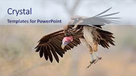 Presentation with south africa - Cool new presentation design with lappet-faced vulture torgos tracheliotus backdrop and a sky blue colored foreground
