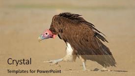  Presentation with south africa - PPT layouts having lappet-faced vulture torgos tracheliotus background and a coral colored foreground