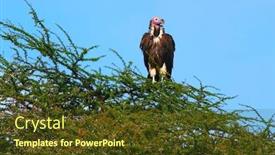  Presentation with kenya - Presentation theme enhanced with lappet faced vulture on the tree africa kenya masai mara background and a tawny brown colored foreground