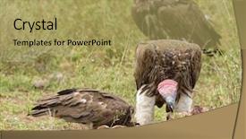  Presentation with challenges faced by early strat ups - Audience pleasing slides consisting of lappet-faced vultures torgos tracheliotos backdrop and a yellow colored foreground