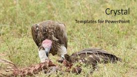  Presentation with challenges faced by early strat ups - PPT theme enhanced with lappet-faced vultures torgos tracheliotos background and a mint green colored foreground