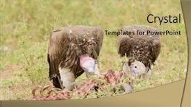  Presentation with challenges faced by early strat ups - PPT layouts featuring lappet-faced vultures torgos tracheliotos background and a yellow colored foreground