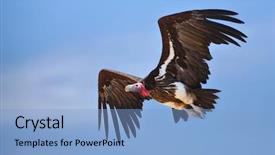  Presentation with south africa - Slides with lappetfaced vulture in flight torgos background and a light blue colored foreground