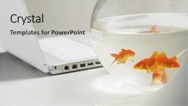  Presentation with goldfish - Theme featuring laptop and goldfish in bowl background and a light gray colored foreground