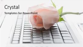  Presentation with white rose - Amazing slides having laptop and rose in white background backdrop and a sky blue colored foreground