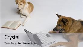  Presentation with dog - Beautiful slide deck featuring laptop with another dog reading backdrop and a light gray colored foreground