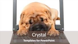  Presentation with pei - Presentation theme enhanced with laptop with sleeping shar-pei puppy dog out of screen background and a tawny brown colored foreground