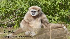  Presentation with gibbon - Presentation theme with lar gibbon in zoo background and a coral colored foreground