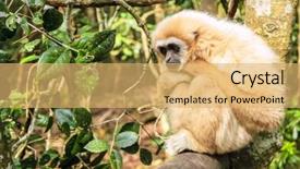  Presentation with gibbon - Beautiful slide deck featuring lar or white-handed gibbon backdrop and a  colored foreground