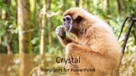  Presentation with gibbon - Beautiful theme featuring lar or white-handed gibbon backdrop and a gold colored foreground