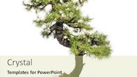  Presentation with bonsai - Slide set featuring larch bonsai tree larix isolated on white background and a soft green colored foreground