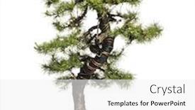  Presentation with bonsai - Slide set consisting of larch-bonsai-tree-larix-isolated background and a white colored foreground