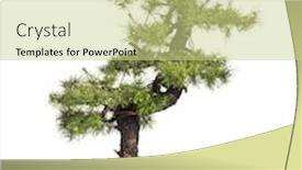  Presentation with bonsai - Amazing slide set having larch-bonsai-tree-larix-isolated backdrop and a soft green colored foreground