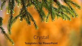  Presentation with needles - Presentation design consisting of larch-branch-in-autumn-yellow background and a gold colored foreground