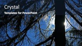  Presentation with needles - Presentation enhanced with larch-branch-in-autumn-yellow background and a navy blue colored foreground