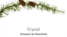  Presentation with branch - Amazing slide deck having larch-branch-with-cones-isolated backdrop and a white colored foreground