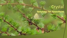  Presentation with spring tree - Beautiful theme featuring larch-tree-detail-view backdrop and a tawny brown colored foreground