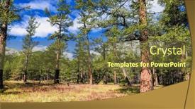  Presentation with taiga boreal forest - PPT theme having larch-trees-at-taiga-boreal and a  colored foreground